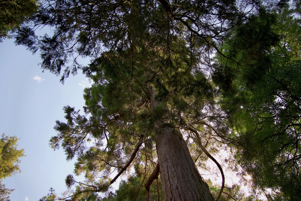 DSC_0275