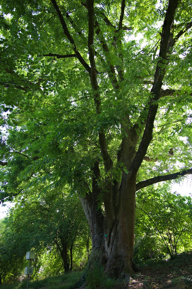 DSC_0284
